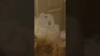 #catmetal