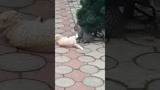 тренировка молодежи