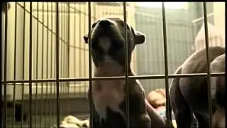Tortured puppy nailed to railroad tracks dies