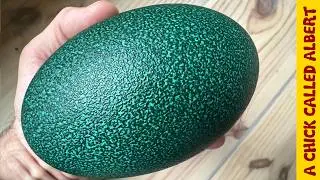 Big Egg Cracked In My Hands - Just as I was about to drill it