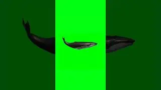 Humpback Whale swimming green screen animation video 