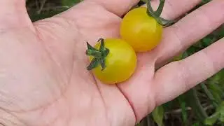 сбор томатов 🍅