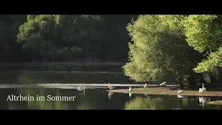 Sommer am Altrhein