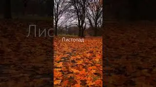 Листопад 🍁 #top #рекомендации #topshorts #relaxing