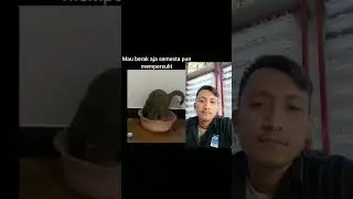 babunya ga respect 😌 #funny #cat