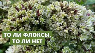 Странные и необычные флоксы