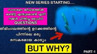 തിമിംഗലം ഉറങ്ങുന്നത് എങ്ങനെ? | 4 രസകരമായ ചോദ്യങ്ങളും അതിൻ്റെ ഉത്തരങ്ങളും| മലയാളം | SE7EN| 