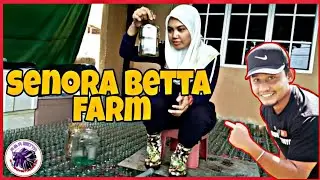 TERJAH SENORA BETTA FARM // IKAN PENUH DEPAN RUMAH‼️