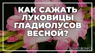 Как сажать гибискус семенами? | toNature.Info