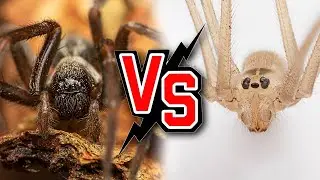 Daddy long-legs Spider Vs. Black House Spider: A Deadly Encounter