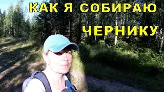 Как я собираю чернику. Ягодный комбайн.