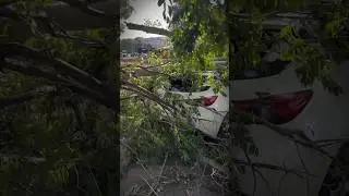 В Комсомольске на Амуре возле дом быта тополь рухнул на автомобили благо никто не пострадал !