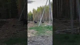 Увидел лося — веди себя тихо (видео)