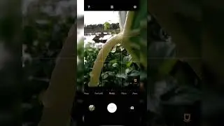 Vivo Y20 camera (How to take macro photos)