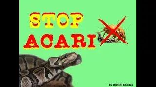 Pitone Reale - Come liberare i Serpenti dagli Acari