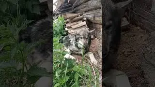 интересный денëк