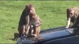 Monkey why!!?