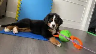 Bernese Mountain Dog Puppy's New Pull Toy! She Loves It!