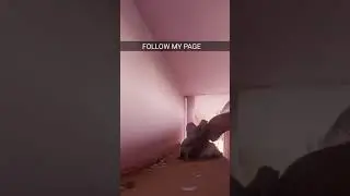 दो कबूतर मिलन करते हुए #funny #short