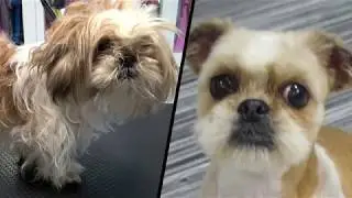 ANTES Y DESPUÉS SHIH TZU NUDOS  (MÁQUINA)