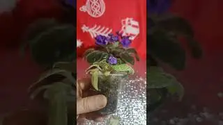 Сеянец АВ пестролистник-спорт