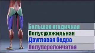 Как накачать бицепс бедра. Нестандартные упражнения