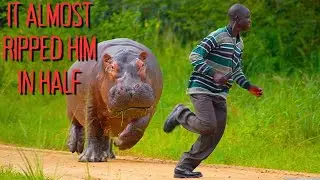 2 Horrific & Graphic Hippo Mauling Stories