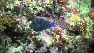 Moray Eel Hunting! Night Scuba Dive at Chatham Bay, Union Island
