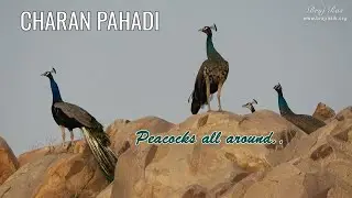 Peacocks Everywhere at Charan Pahadi | Kamavan | Shri Krishna’s Feet Darshan