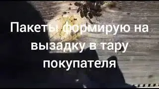 Ранний облёт пчёл в марте 01.03.2022.Челябинская область Южный Урал.Продажа пчелопакетов.