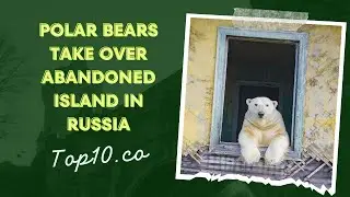 Polar Bears Take Over Abandoned Island in Russia #polarbears #nature #viralvideo #story #russia
