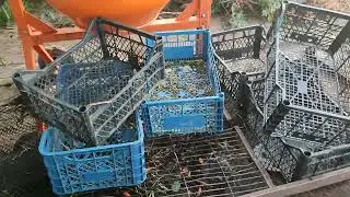 Цена На Морковку Упала Херсонская Область Левый Берег