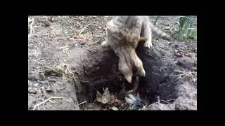 Кончина у синички была такова! Да нехрен в ямке прятаться от кошки