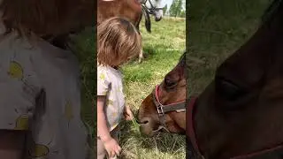 Наши лошади