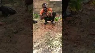 How to Transplant any Seedling Successfully