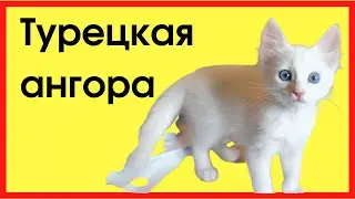 Турецкая ангора