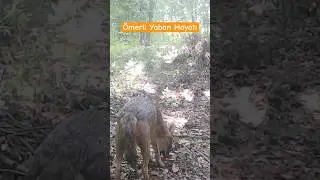 Çakallar dibimizde #fotokapan #deer #wildlife #wildlifephotography
