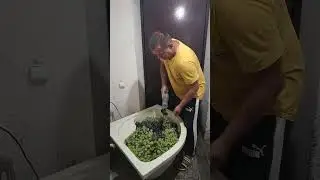 Починаю робити виноградне вино