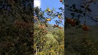 #nature #orange #trending #travel #viralvideo #bollywood