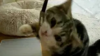ねこの紐遊び（チビの頃）