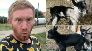 ОПЯТЬ ПРИБАВЛЕНИЕ НА ФЕРМЕ 🎊🎊🎊 УРАААА СНОВА МАЛЫШИ