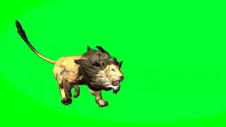 Lion in green screen. Free to use.No copyright issue.