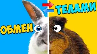 ПОМЕНЯЛИСЬ ТЕЛАМИ на 24 часа - Переключение Телами - Свинка Бузя Челлендж 24 часа