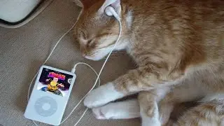 кот слушает музыку (Кобяков пушка)