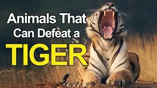 5 Powerful Animals That Could Defeat a Tiger