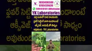 #పత్తి పంటలో గూడ రాలకుండా, ఫ్లవర్ సెట్టింగ్ బాగా ఉండాలంటే #అక్సీవెజ్, #ఆయుష్ తో సాధ్యం అవుతుంది