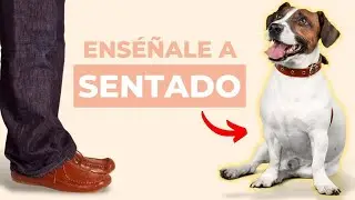 Enseña a tu PERRO a SENTARSE en 2 Min 🐕  obediencia canina