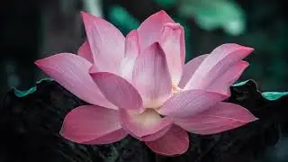 Flores Hermosas HD