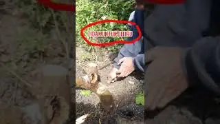 ini akibatnya jika pembonsai suka malas||kebesaran cabang#shortsvideo#bonsai#belajarbonsai@