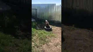 Зура